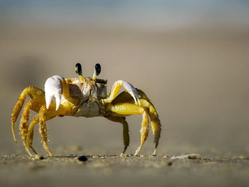 crab-1990198