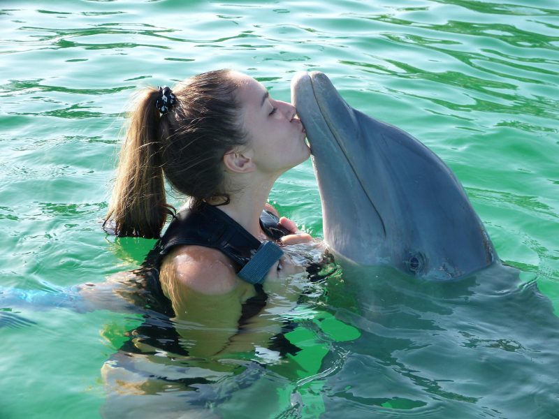 dolphin-955749_1920