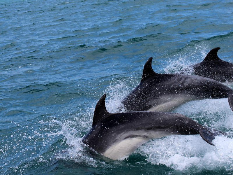 dolphins-2532975_1920